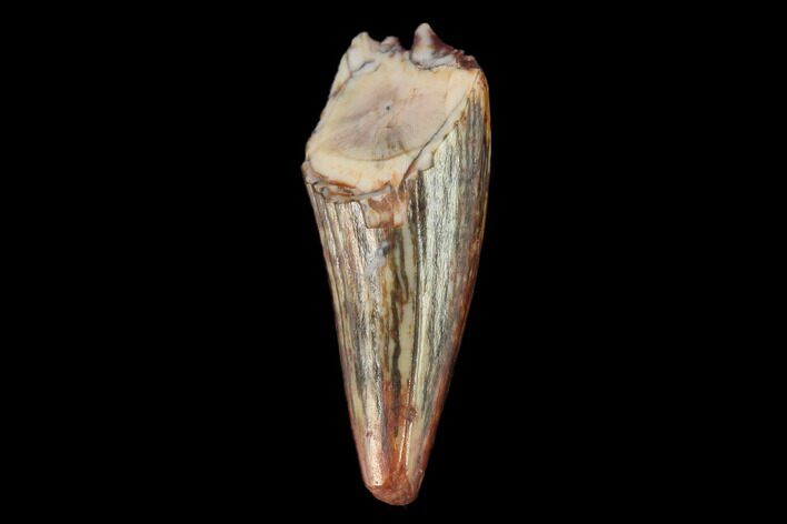 Fossil Phytosaur (Machaeroprosopus) Tooth - New Mexico #133282